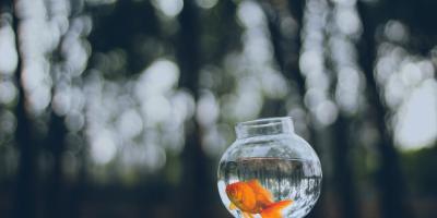 Patrzenie na rybki w akwarium uspokaja? 