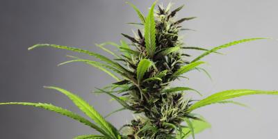 Czy marihuana zwiększa podatność na psychozę?