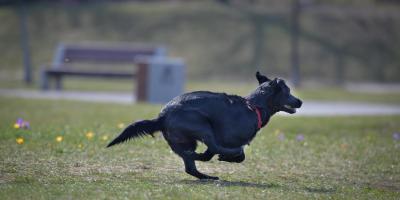 Pies najlepszym przyjacielem babci i dziadka?