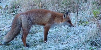 Wścieklizna u ludzi i zwierząt